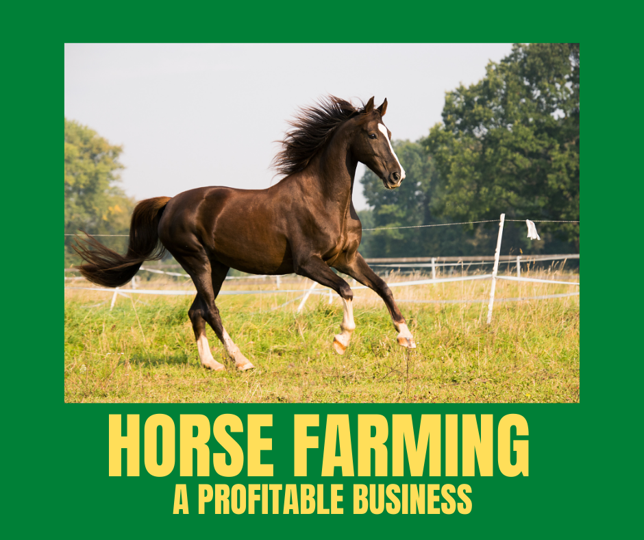 Horse Farming A Profitable Business Horse The Real Power