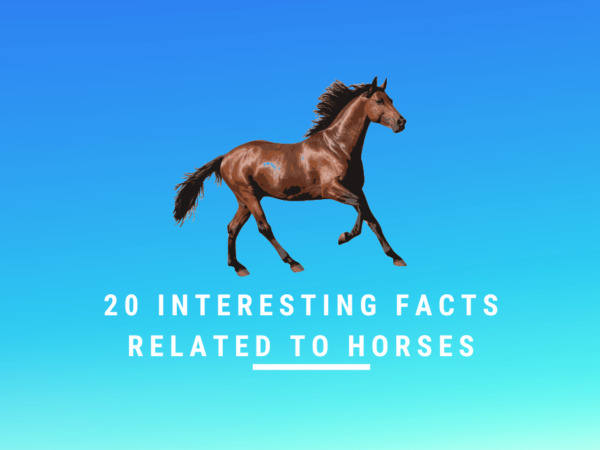 20 Interesting Facts Related to Horses