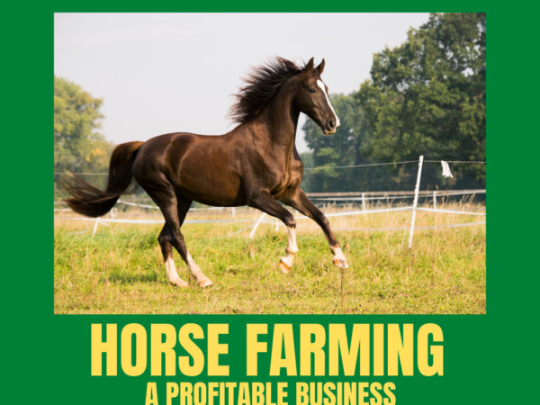 Horse Farming: A Profitable Business